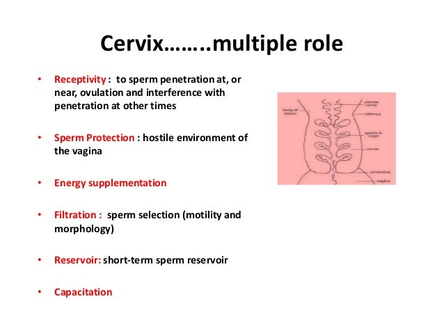Vacuum torture of clit and nipples Sperm mucous compatablility